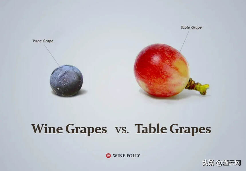 吃酿酒葡萄是怎样一种体验，和鲜食葡萄有什么不同？
