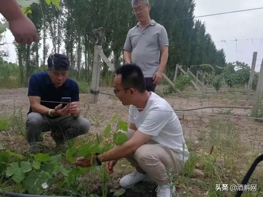 对于新疆葡萄酒，岂能只知焉耆，不识和硕？