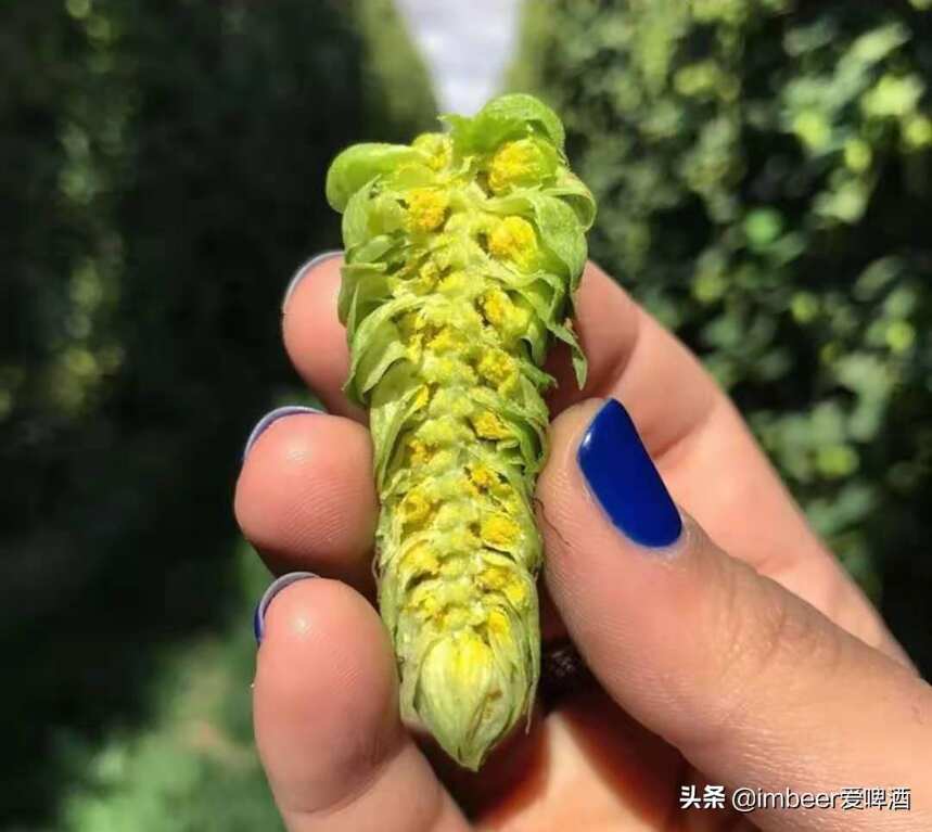 新西兰来的浑浊IPA，才是最新鲜的吧？