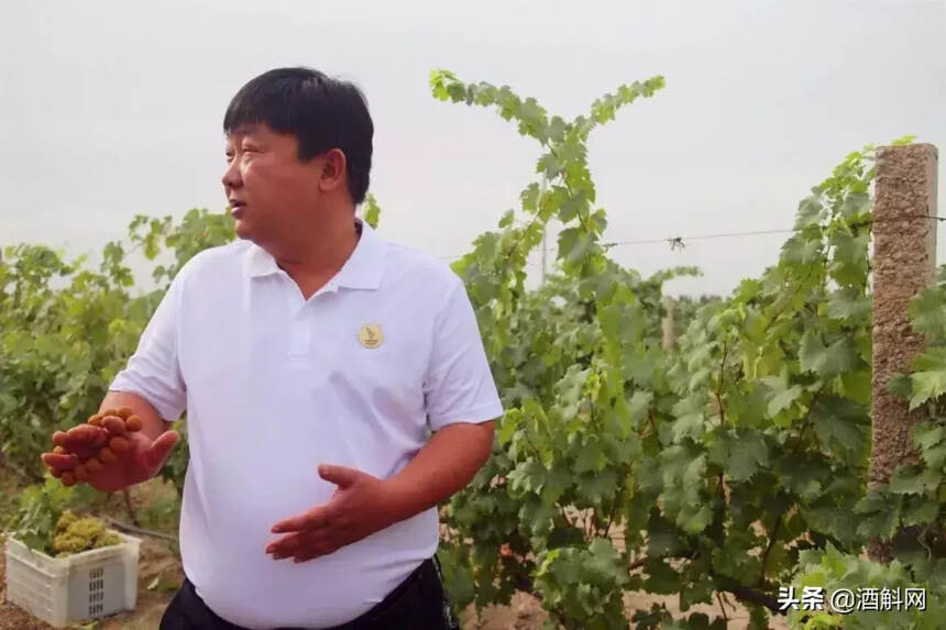 对于新疆葡萄酒，岂能只知焉耆，不识和硕？