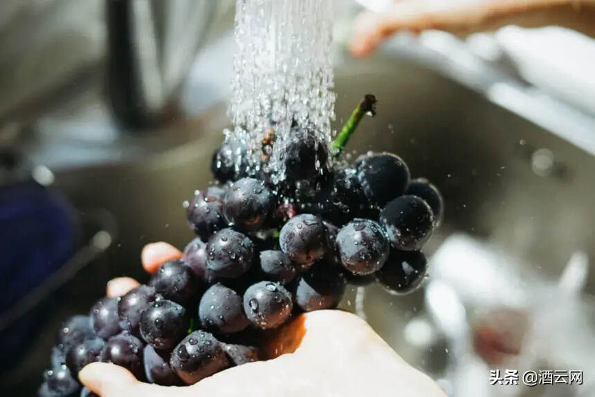 吃酿酒葡萄是怎样一种体验，和鲜食葡萄有什么不同？