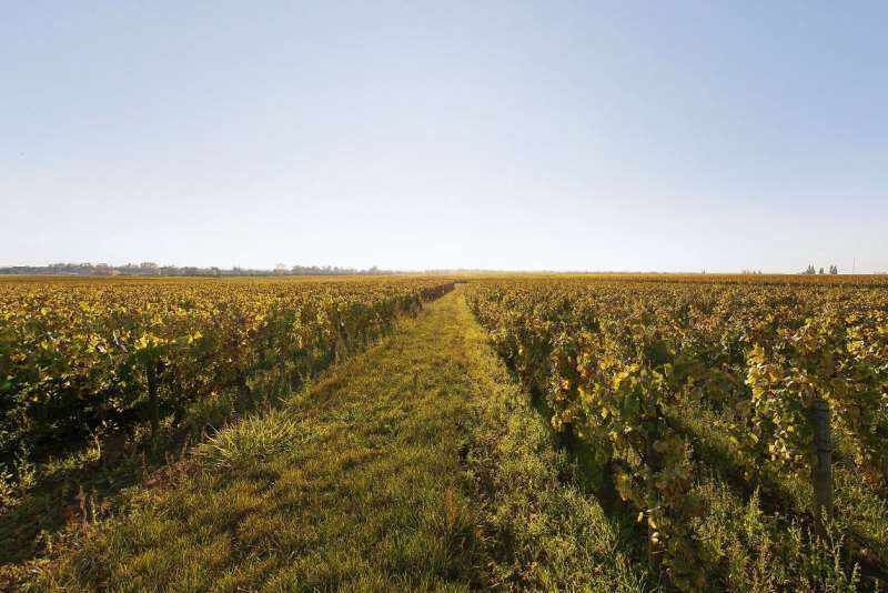 普里尼-蒙哈榭——勃艮第白葡萄酒的殿堂