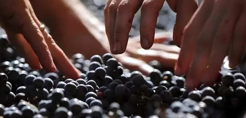 新疆盛产葡萄，为什么没能成为世界知名葡萄酒产区？原因略显尴尬