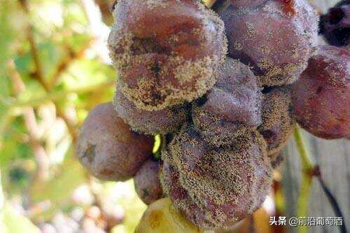 贵腐酒（Noble rot wine）为什么那么贵？贵腐葡萄酒是如何酿造的？