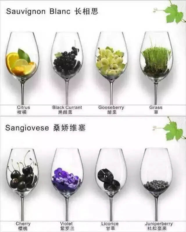 18种酿酒葡萄的主要香气一览图