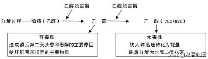 喝酒脸红的人酒量大吗？