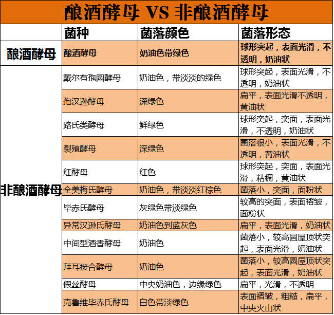 全面解析葡萄酒中的酵母，堪称学士论文