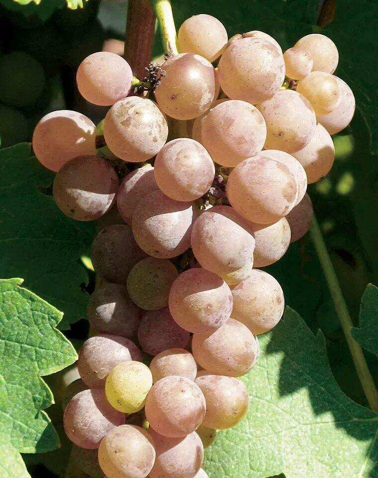 波尔多七大白葡萄品种集结令