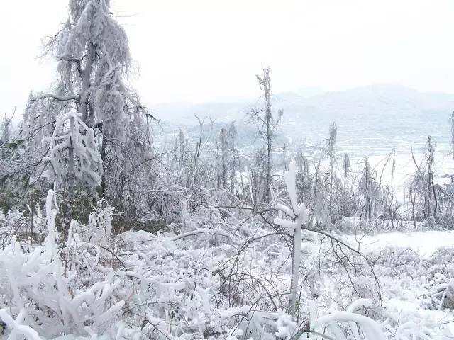 朱卫东：雪似梅花，梅花似雪