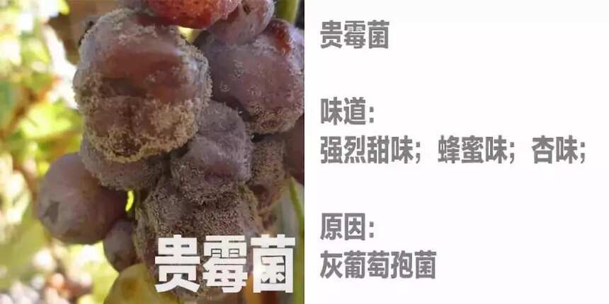 凭嗅觉就知道一杯酒里掉了一只果蝇，还能分出公母？