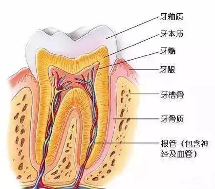 常喝葡萄酒，如何有效保持牙齿的健康洁白