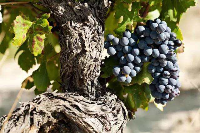 入门｜世界上最流行的 12 大红葡萄品种