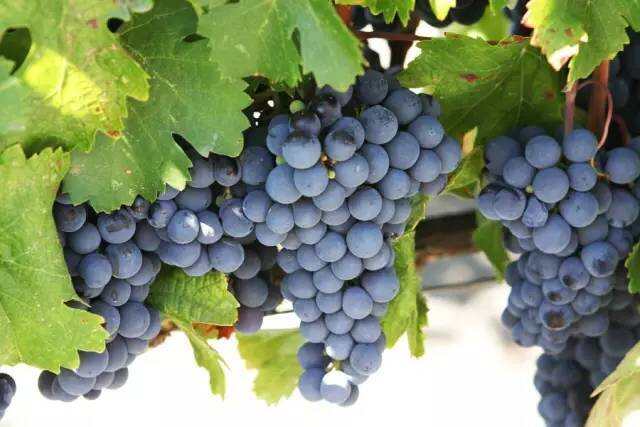 入门｜世界上最流行的 12 大红葡萄品种
