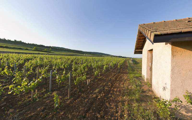 普里尼-蒙哈榭——勃艮第白葡萄酒的殿堂
