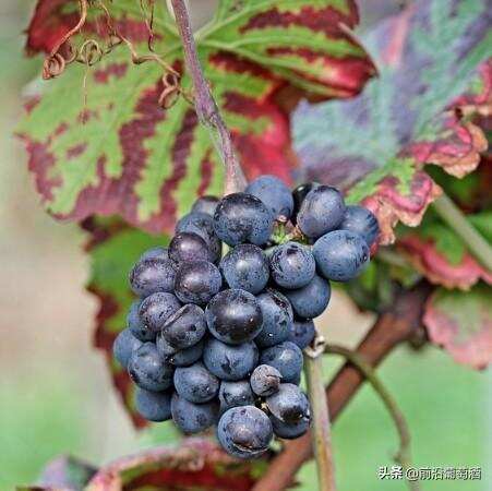 黑喜诺葡萄酒，科普最常见的100种葡萄酒佳酿之一的黑喜诺葡萄酒