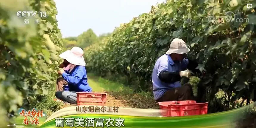每年为全国果农增收8亿元 张裕酿酒葡萄种植基地获央视关注