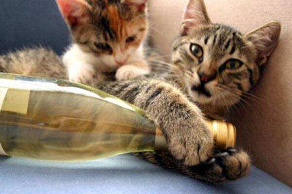 葡萄酒中的猫尿味和汽油味是怎么回事儿？