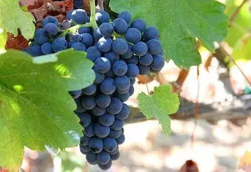 新手入门｜常见红葡萄品种知多少？