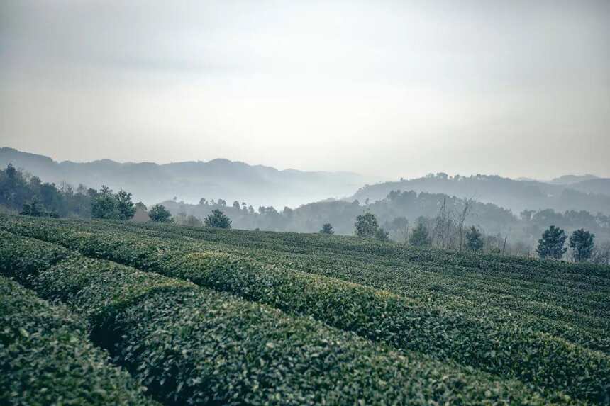 酒商跨界缘何偏爱它？中国国家地理带你看懂绿宝石高原绿茶