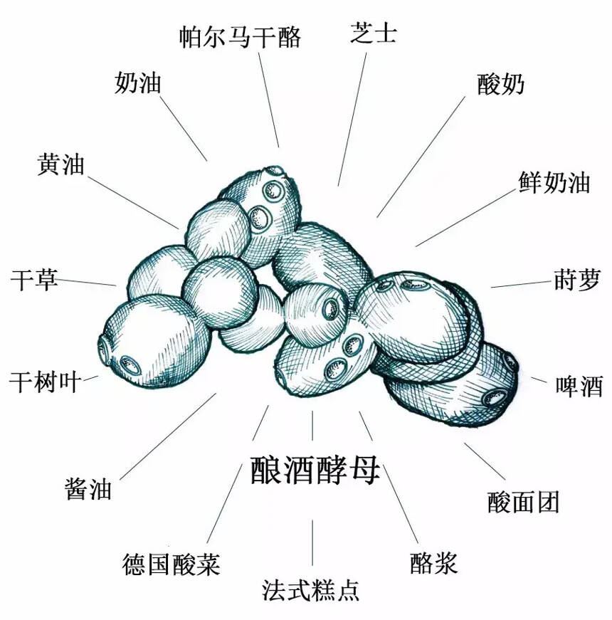 野生酵母将引领未来优质酒？它有什么不一样？