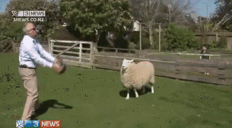 新西兰的羊咩咩们，就是不！一！般！