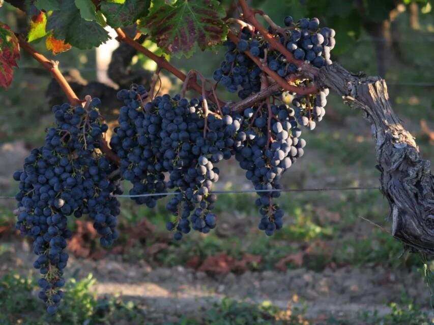 什么是葡萄酒的产区特性