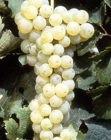 波尔多七大白葡萄品种集结令