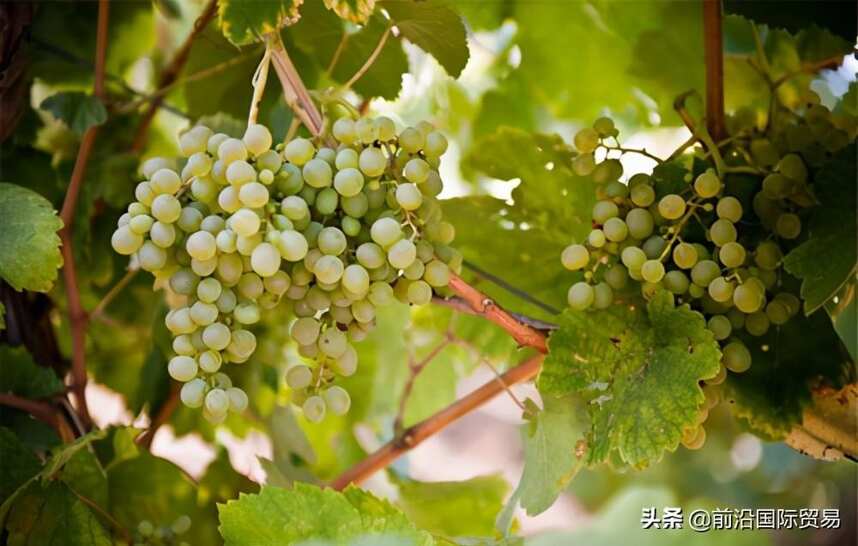 菲亚诺葡萄酒，科普最常见的100种葡萄酒佳酿之菲亚诺葡萄酒