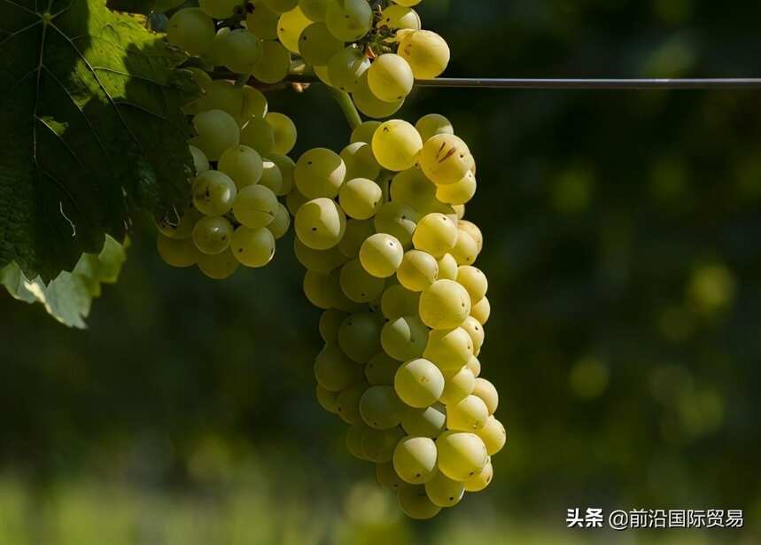 鸽笼白葡萄酒，科普最常见的100种葡萄酒佳酿之鸽笼白葡萄酒