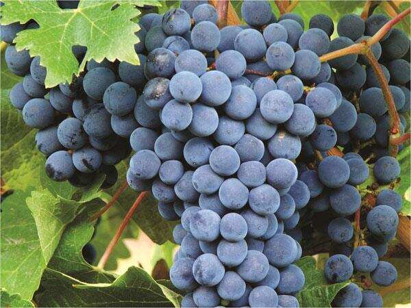 阿根廷也是葡萄产区，那里都有些什么葡萄品种