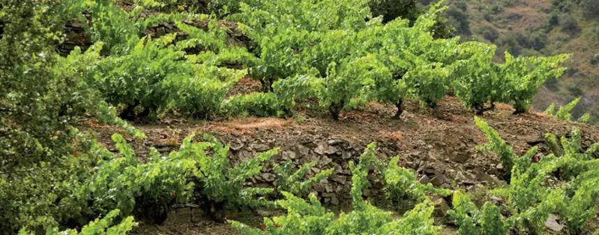 逐粒精选老藤，杜瓦佳酿揭秘板岩风土