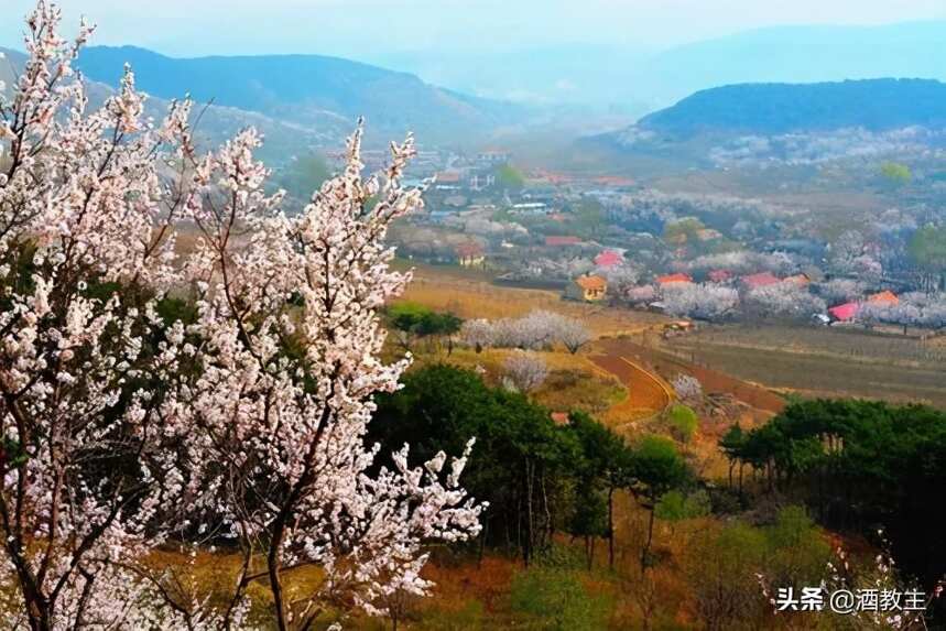 清酱浓，哪个香型是白酒市场追逐的下一个热点