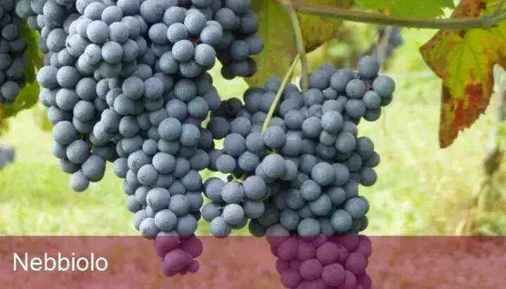 新手入门｜常见红葡萄品种知多少？