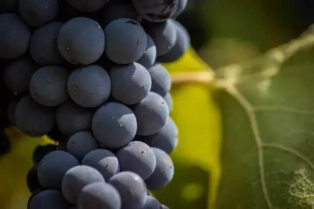酿酒葡萄成熟前后有什么变化