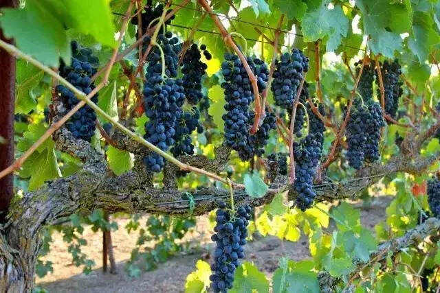 原来酿酒葡萄与我们常吃的葡萄有这么多不同