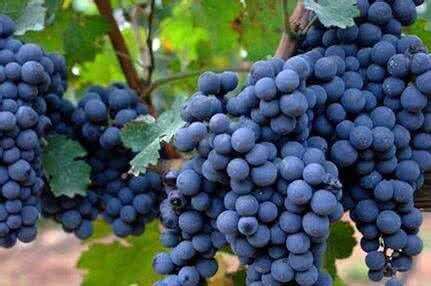 葡萄酒常见的葡萄品种