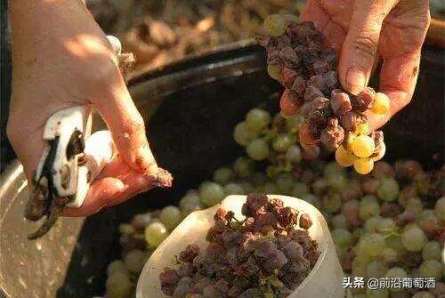 贵腐酒（Noble rot wine）为什么那么贵？贵腐葡萄酒是如何酿造的？