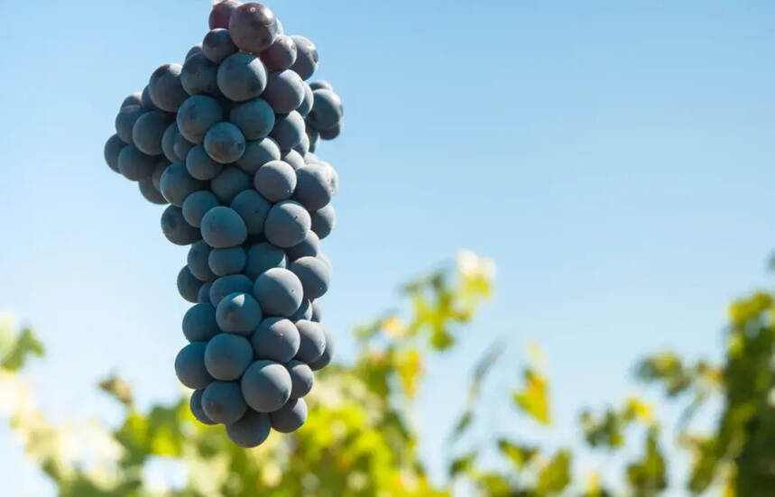 中科院：葡萄中发现益寿分子，有望延寿64.2%