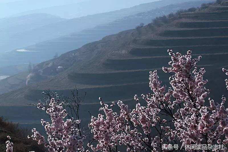 梯田和杏花搭配，在宁夏彭阳看到别样的风景