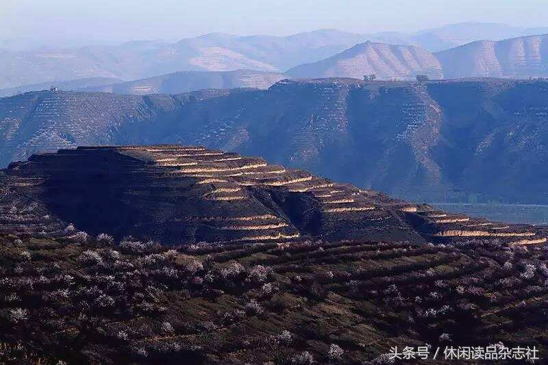 梯田和杏花搭配，在宁夏彭阳看到别样的风景