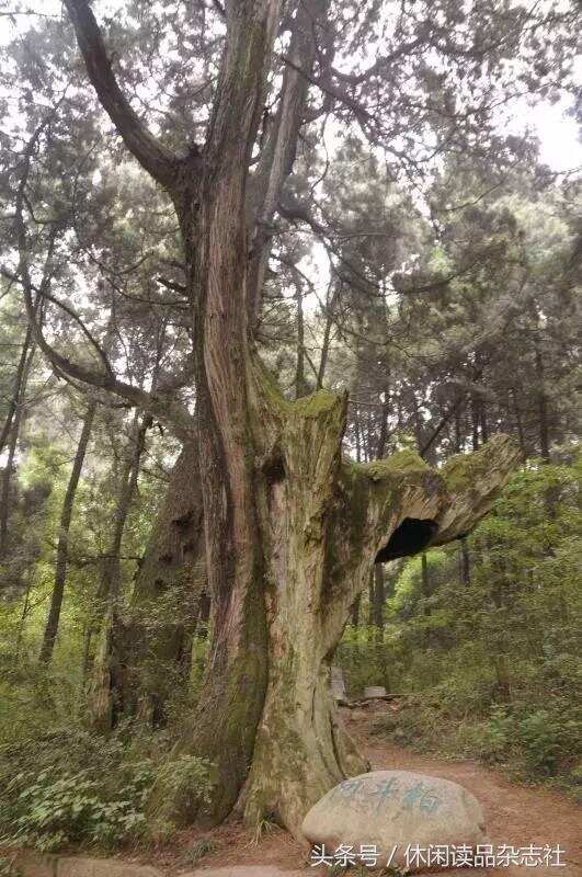 川陕大道上奇形怪状的树