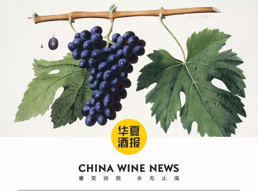 一文带你了解全球葡萄酒产业形势