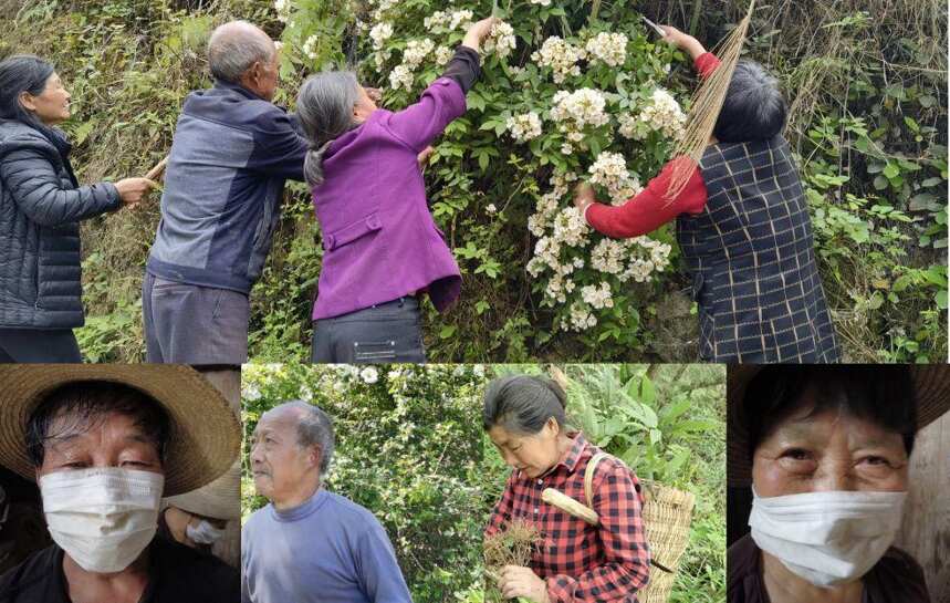 真正的古法酿造！其实茅台，五粮液，泸州老窖其实早已失传