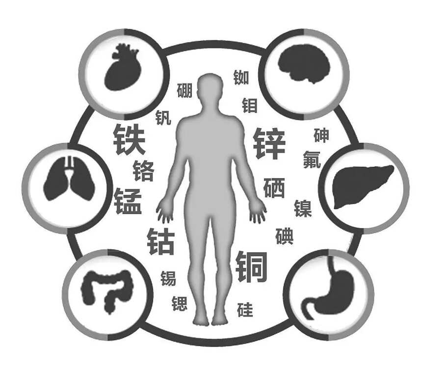 金属硫蛋白｜喝过的酱酒都种下了健康的因