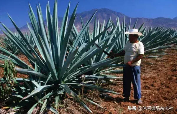 航海去，你带龙舌兰酒还是好望角酒？