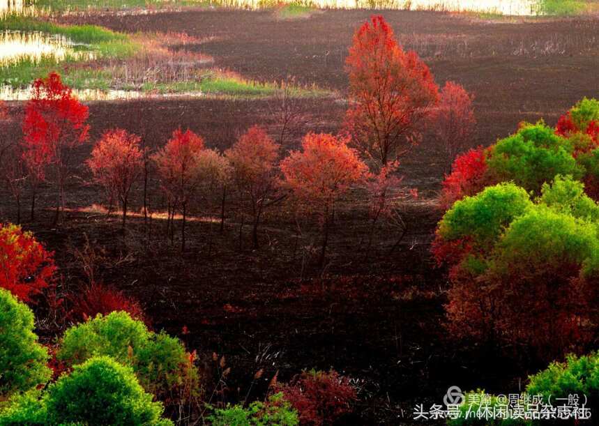 哈尔滨市道外区的狗岛小景