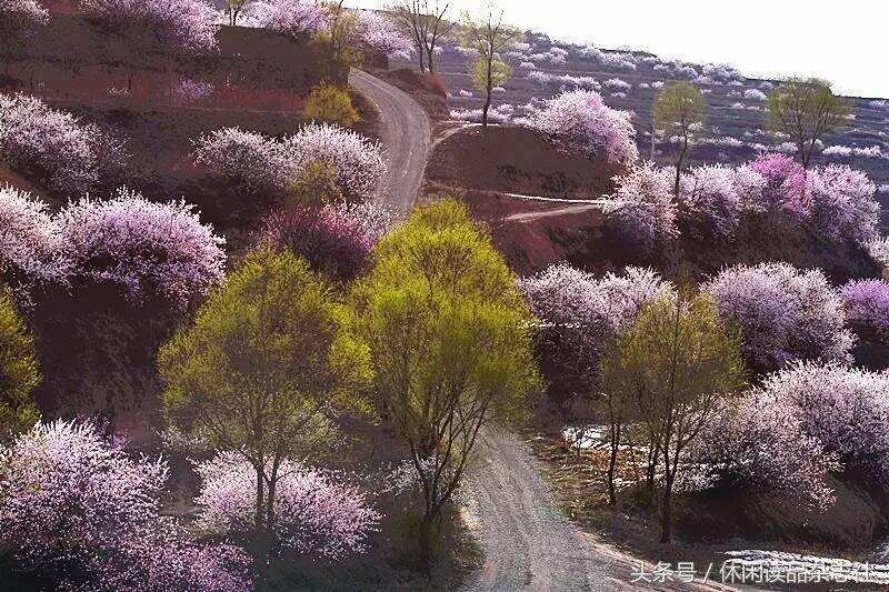 梯田和杏花搭配，在宁夏彭阳看到别样的风景