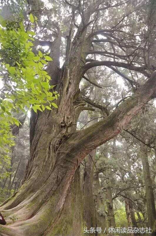 川陕大道上奇形怪状的树