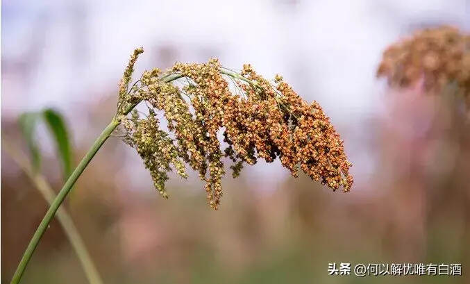 酱香酒三个独特的工艺，都与红缨子高粱有关