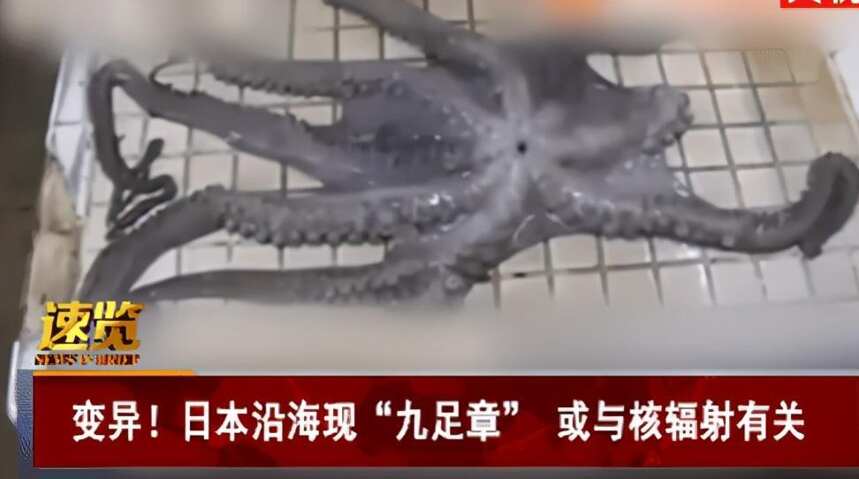 日本已经开始变异，沿海发现“九足章鱼”，专家：或与核辐射有关